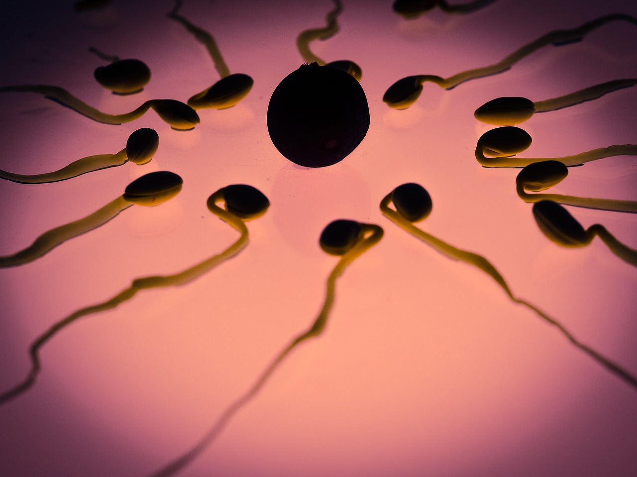 EGG BANKING 7 sperm 956482 1280